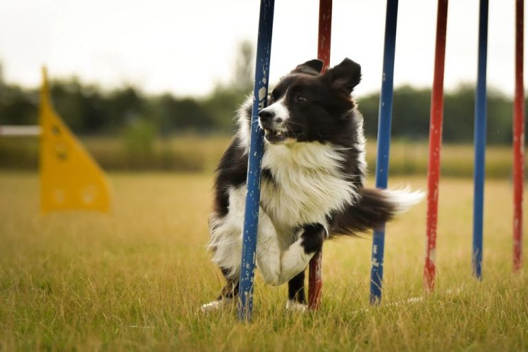 Border Collie: Traits And Characteristics Of A Working Dog