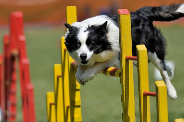 a border collie jumping over agility equipment in competition
