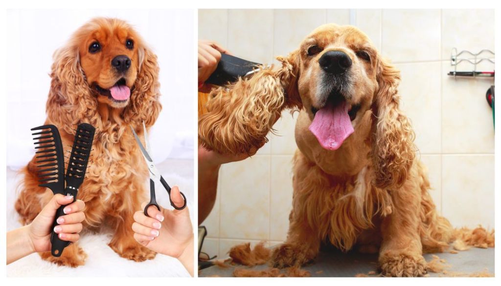 a cocker spaniel with long, feathery fur that requires regular grooming