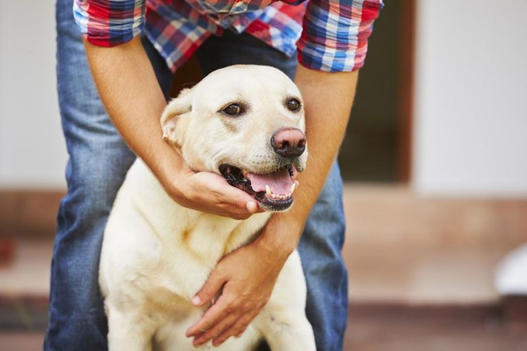 Overcoming Separation Anxiety: Training Tips For Dogs