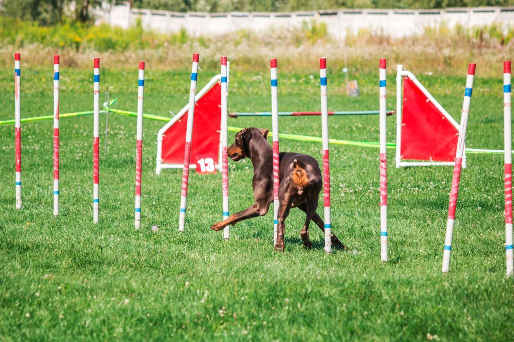 a dog carefully maneuvering through a set of pvc weave poles in an agility course