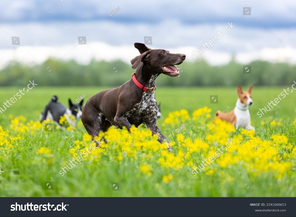 a dog chasing a feather toy across a field
