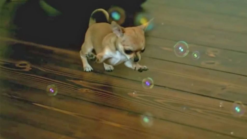 a dog chasing bubbles floating through the air
