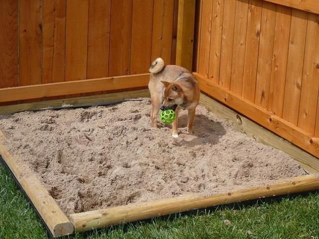 a dog digging happily in a garden sandbox