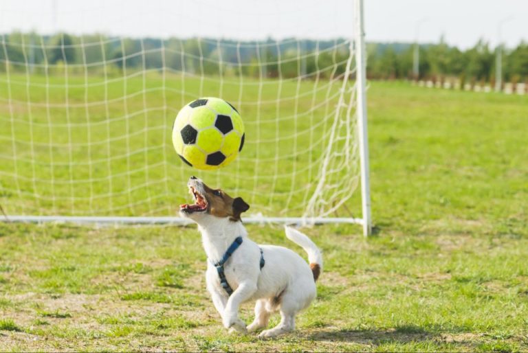 Doggie Soccer: Kick It With Your Pup