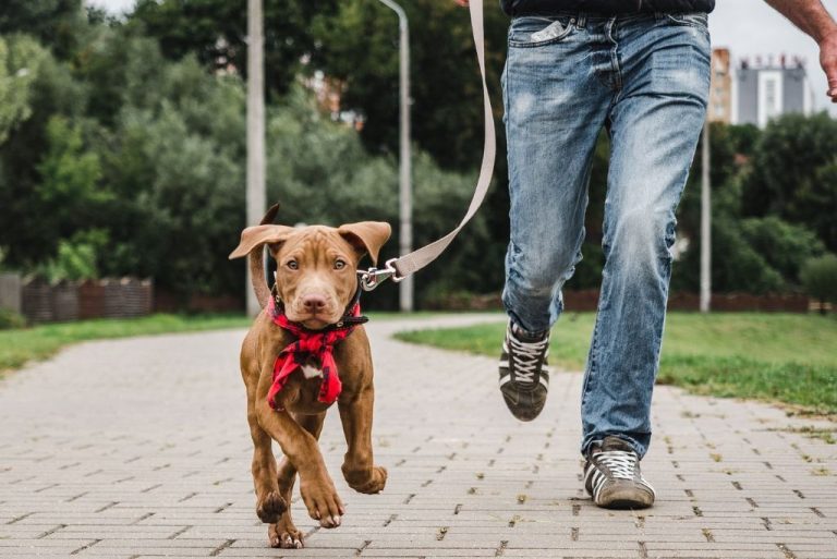 Introducing Your Dog To New Environments: Tips For Success