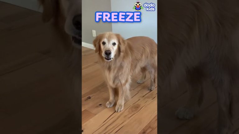 Freeze Dance: Movement And Fun For Dogs