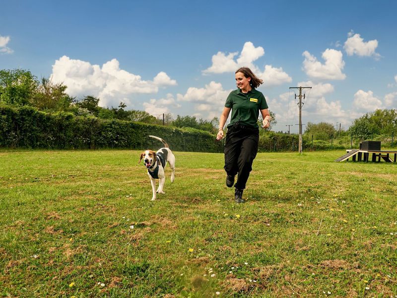 a dog happily running toward its owner in an open field to practice recall training.