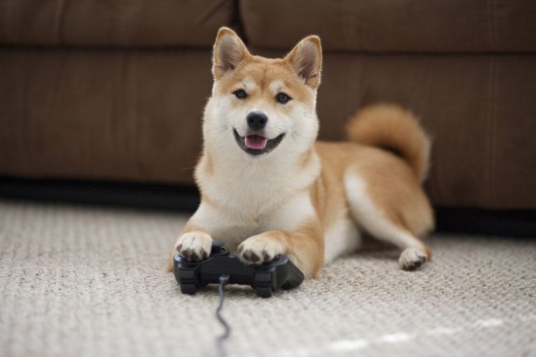 Video Game Fun: Virtual Adventures For Dogs