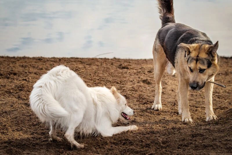 a dog playing bowing down with its tail wagging in a friendly manner