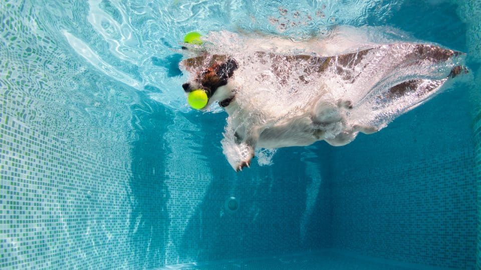a dog playing with a floating ball water toy in a pool
