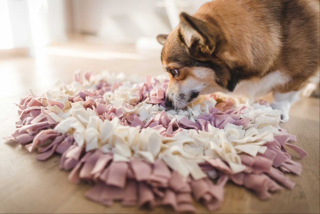 a dog playing with a food puzzle toy