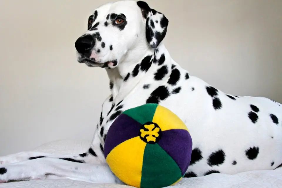 a dog playing with a homemade tactile toy filled with different fabrics and textures