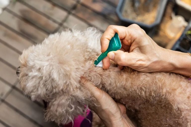 Safe And Effective Flea And Tick Prevention For Dogs