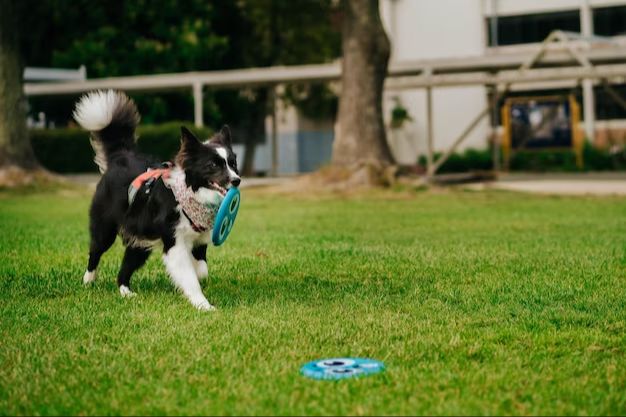a dog running and playing frisbee in a backyard