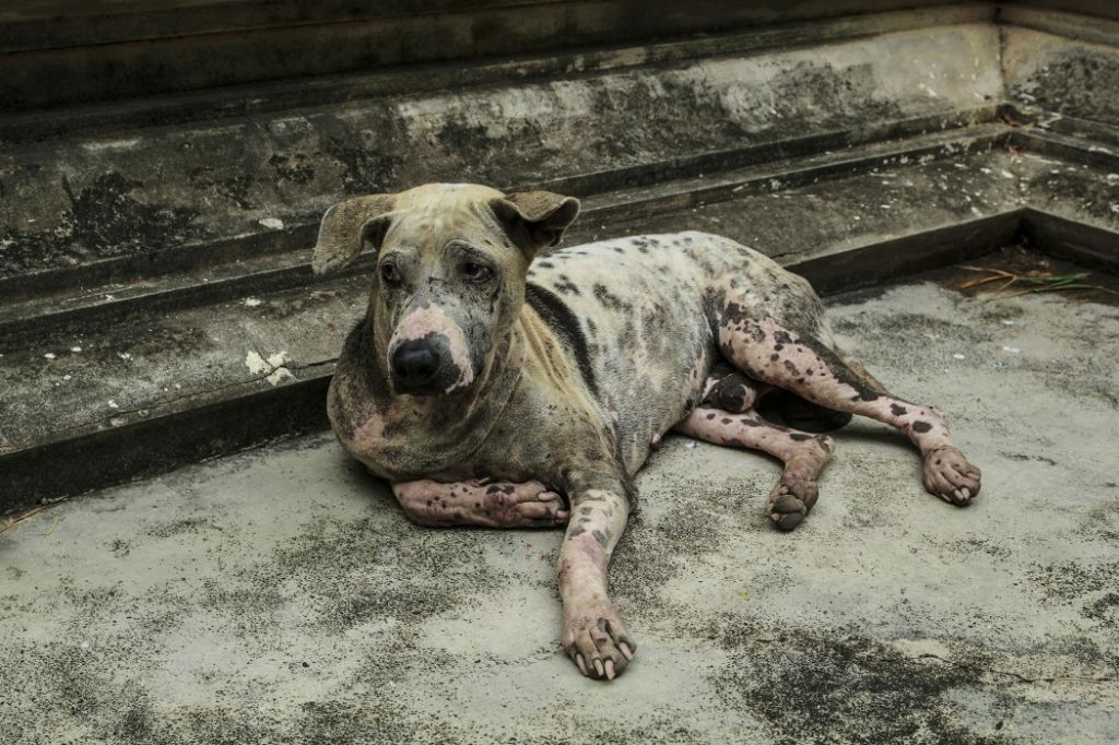 a dog scratching itself due to a skin parasite infestation