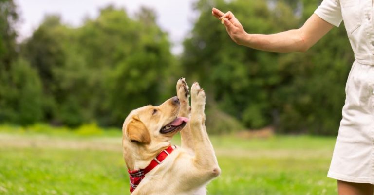 Teaching Your Dog Basic Commands: Sit, Stay, And Down
