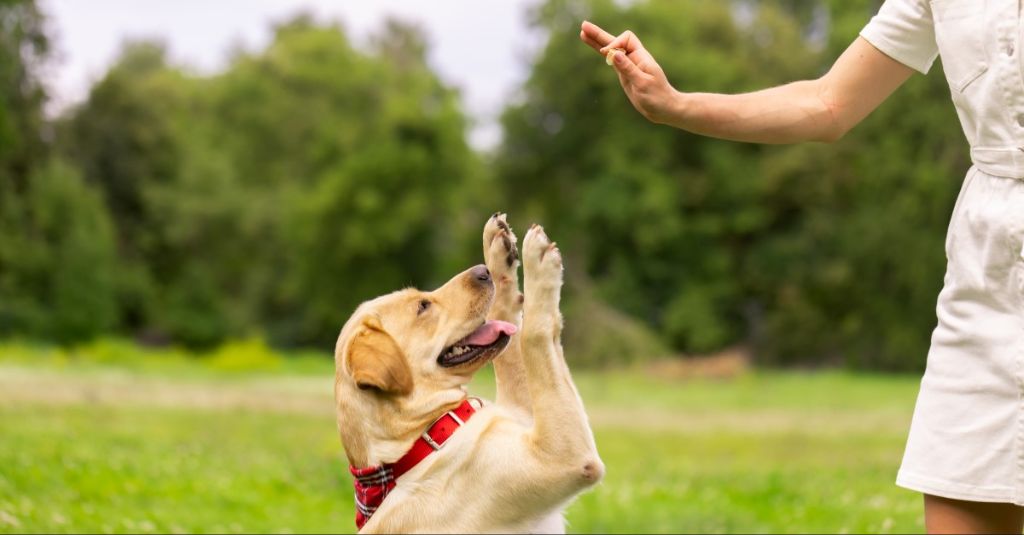 a dog sitting attentively as its owner gestures the hand signal for sit