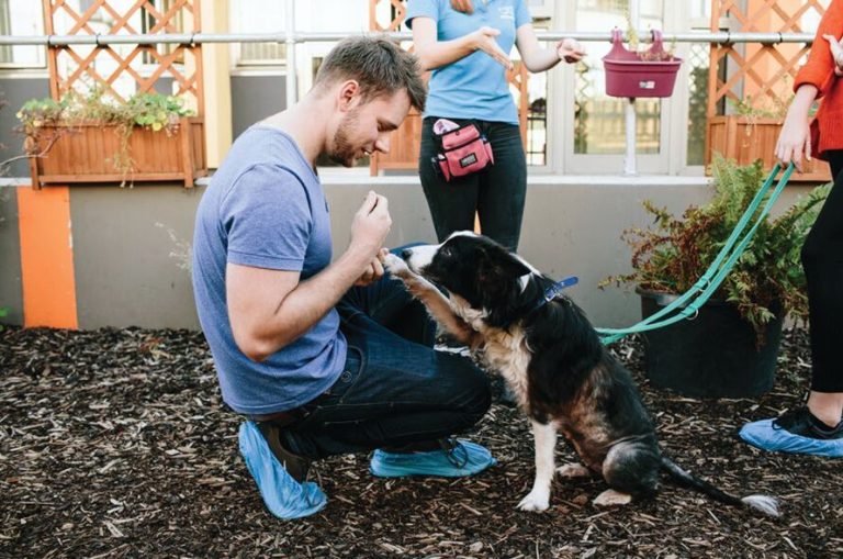 Teaching Your Dog To Greet Guests Politely