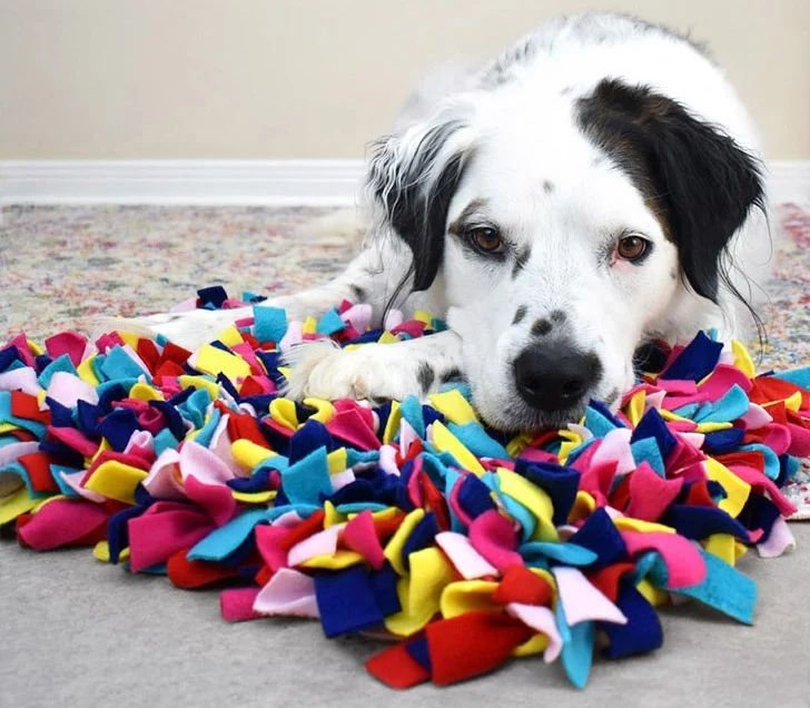 Puzzle Toys: Mental Stimulation For Canines