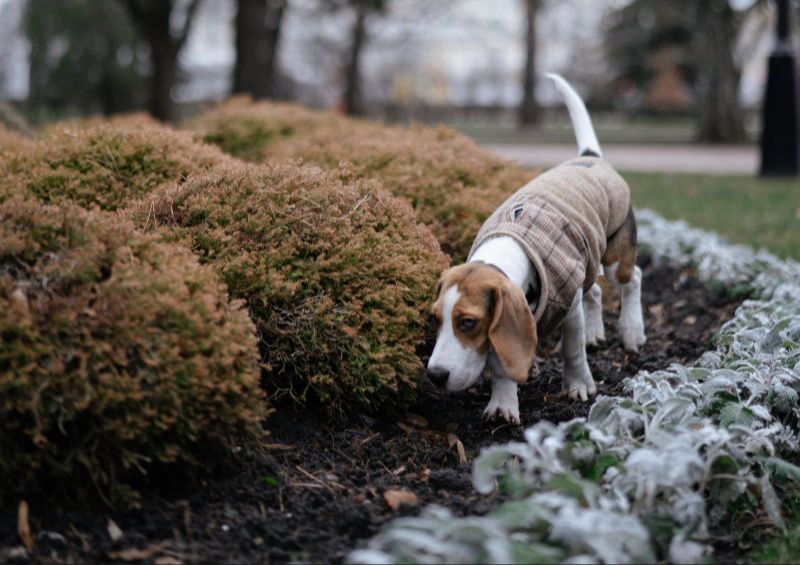 a dog sniffing around backyard bushes looking for hidden treats