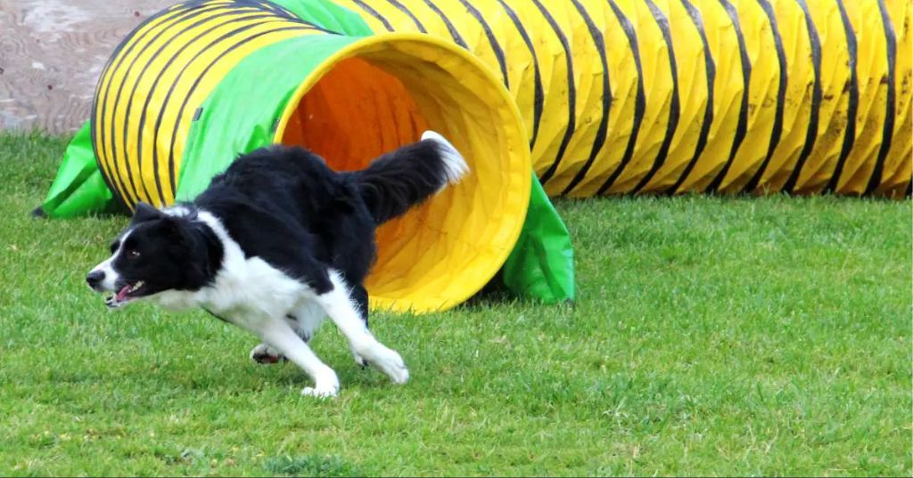a dog successfully completing an agility tunnel obstacle