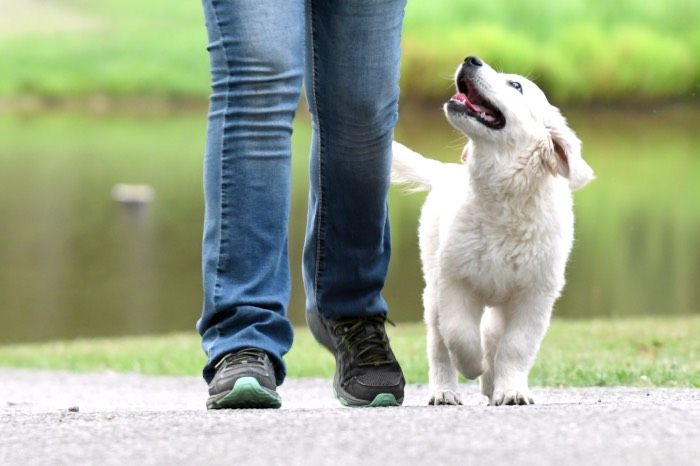 a dog walker using positive reinforcement to train a dog.