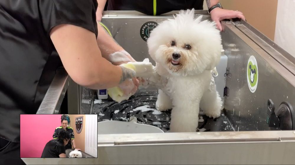 a dog with a curly coat getting a haircut from a professional groomer