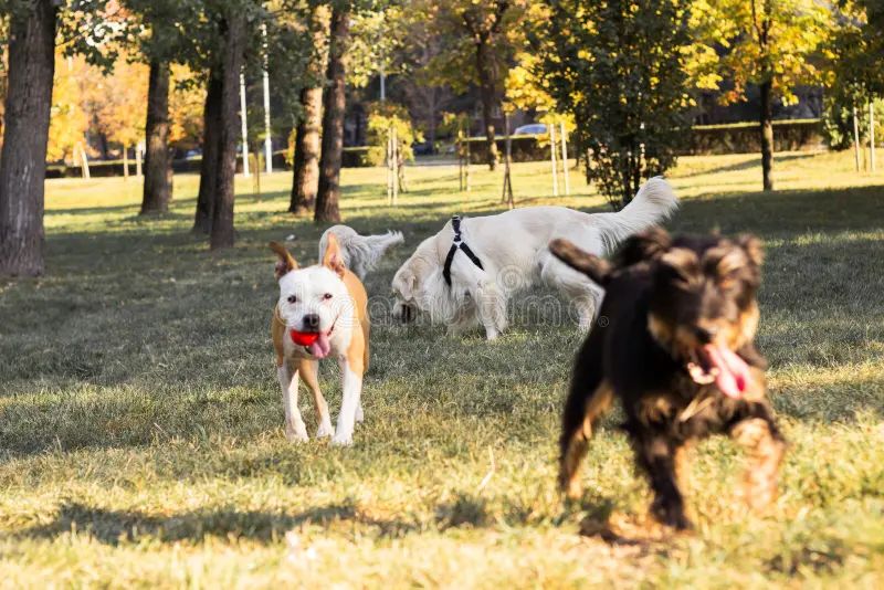 a happy group of dogs playing together at a dog park