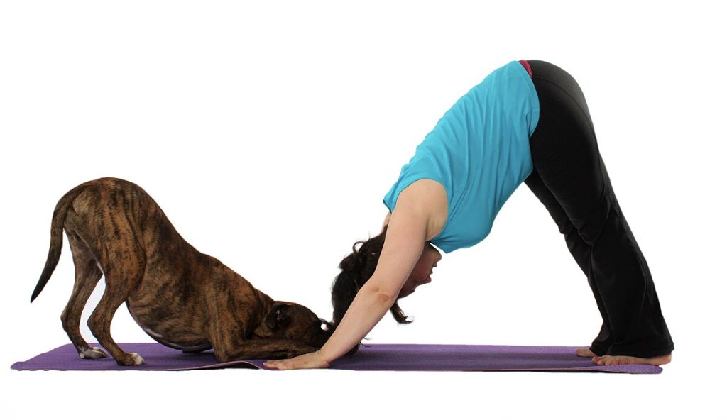 a person and dog sitting facing each other holding boat pose together during a doga session