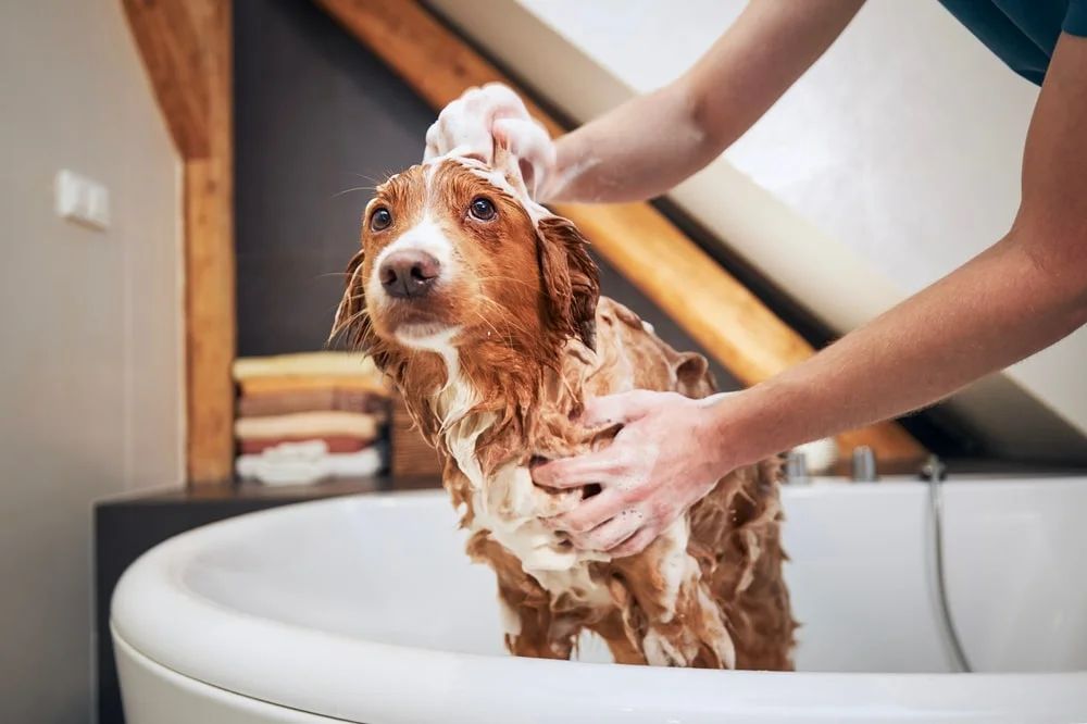 a person bathing a dog in a tub using a sprayer attachment and shampoo
