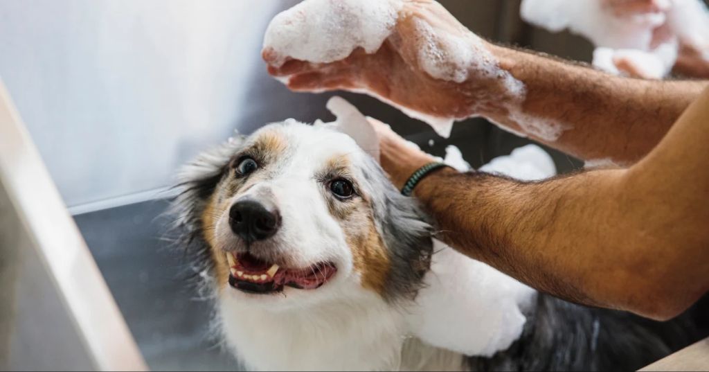 a person gently massaging shampoo into a dog's fur in a bathtub