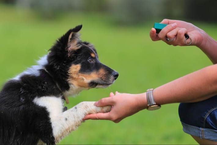 a person holding a clicker in their hand while training a dog