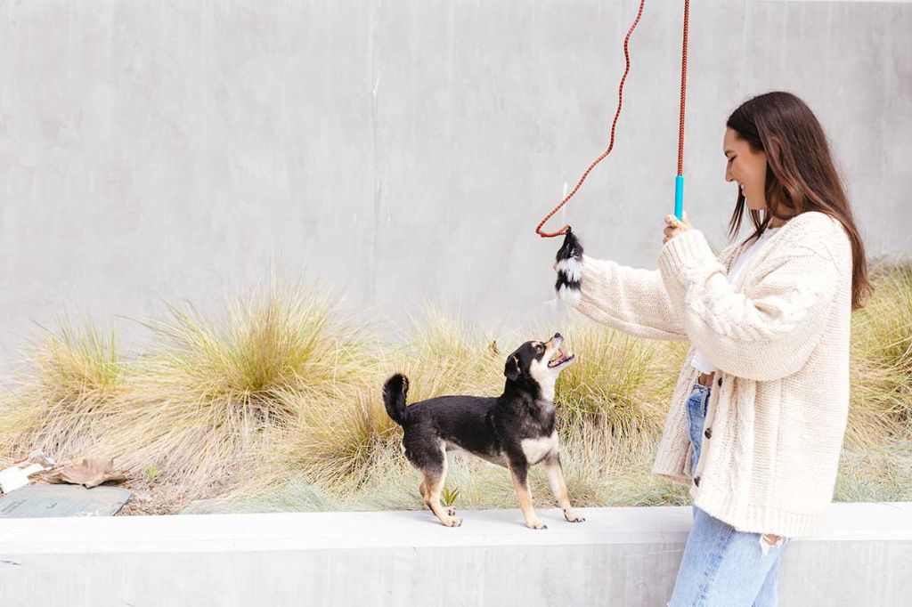 a person holding a flirt pole with feathers while a dog jumps to catch it