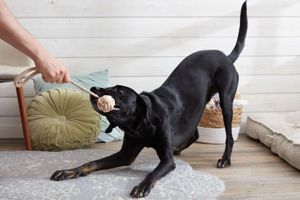a person playing tug of war with a dog using a rope toy as a reward for good behavior.