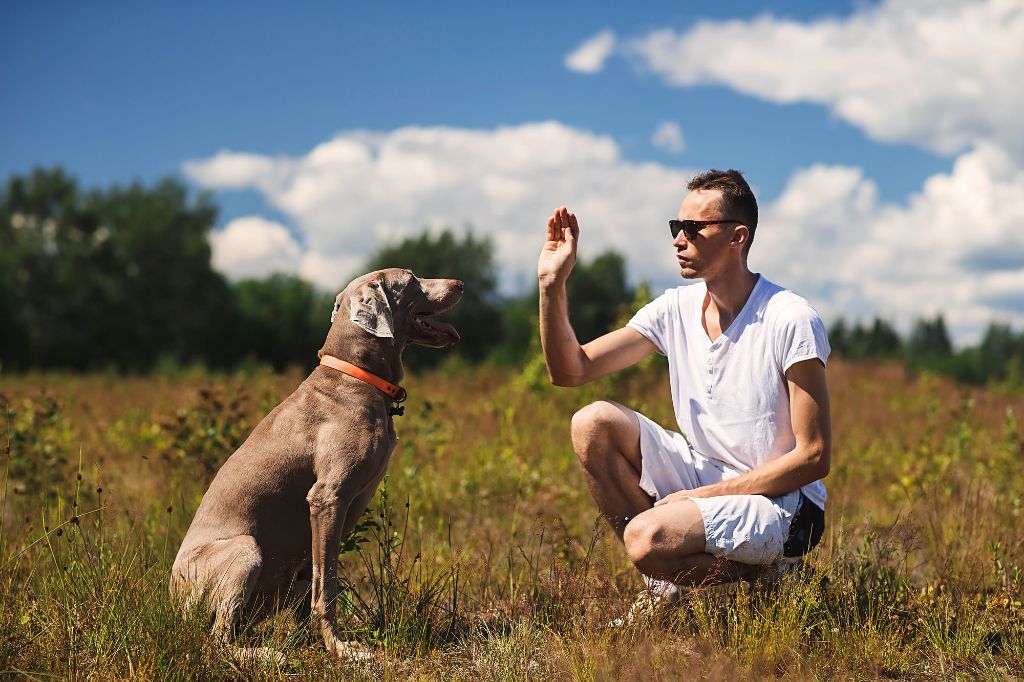 a person training a dog by using hand signals and rewards to reinforce obedience behaviors