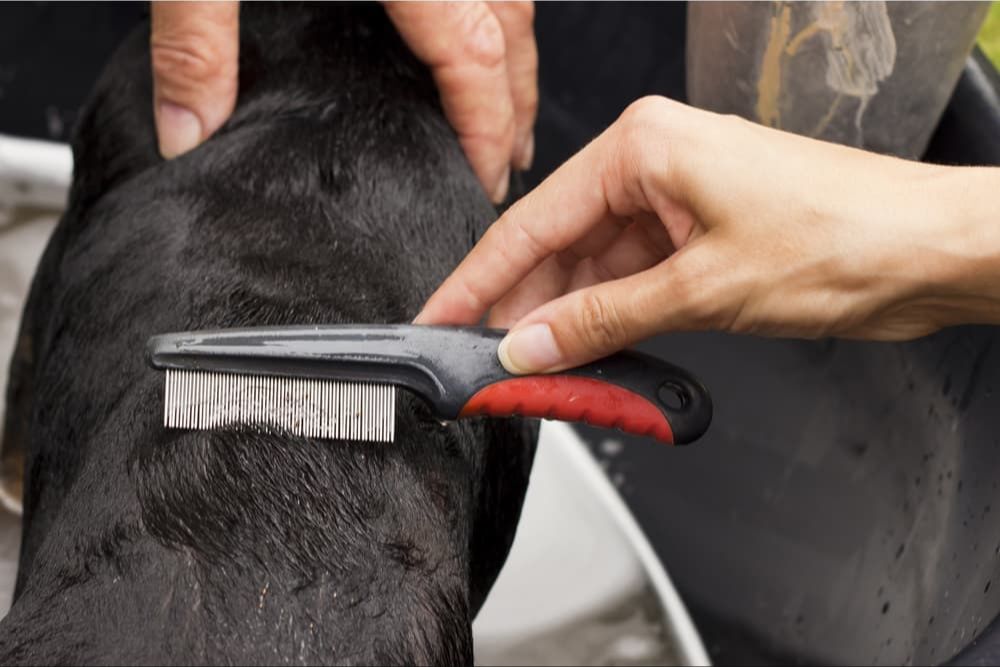 a person using a flea comb to groom a dog's fur and remove fleas.