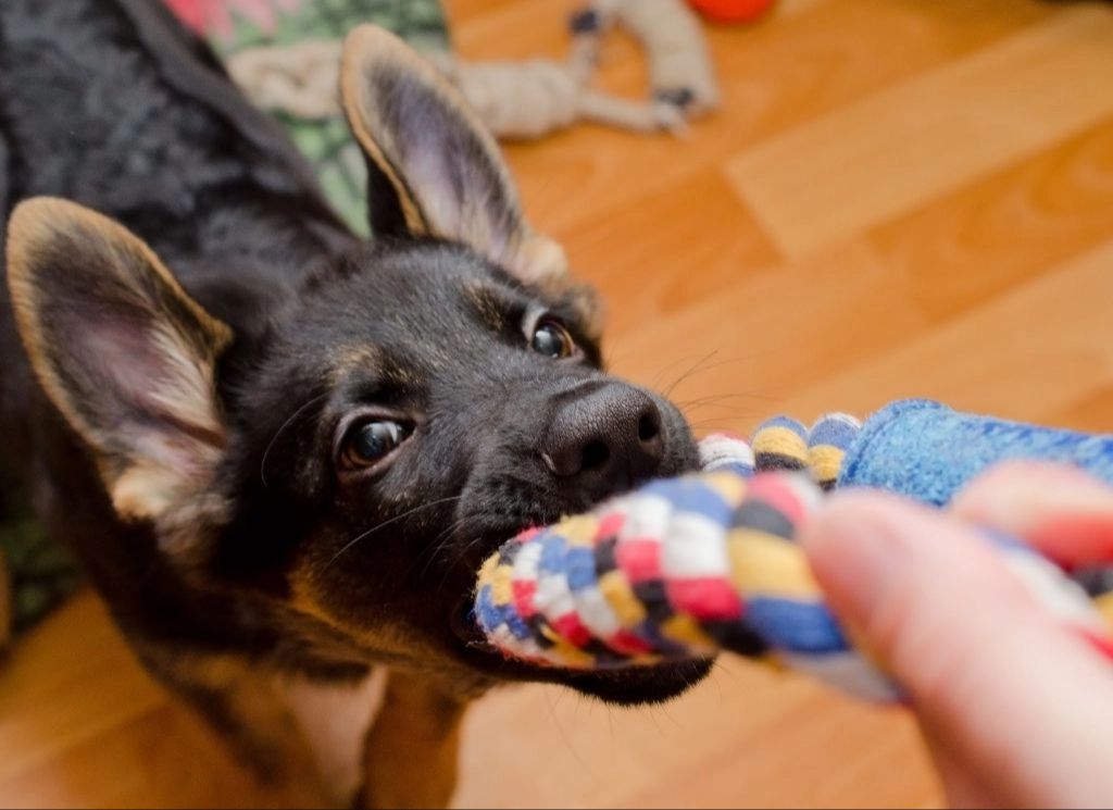 a puppy biting a toy gently during training