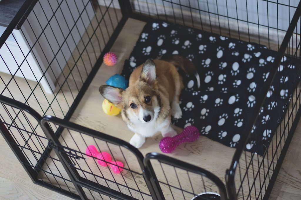 a puppy happily playing with a chew toy inside its crate