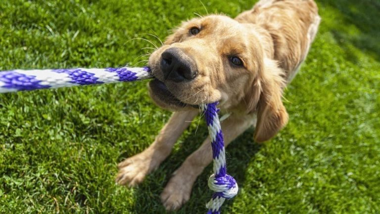 The Complete Beginner’S Guide To Puppy Socialization And Training