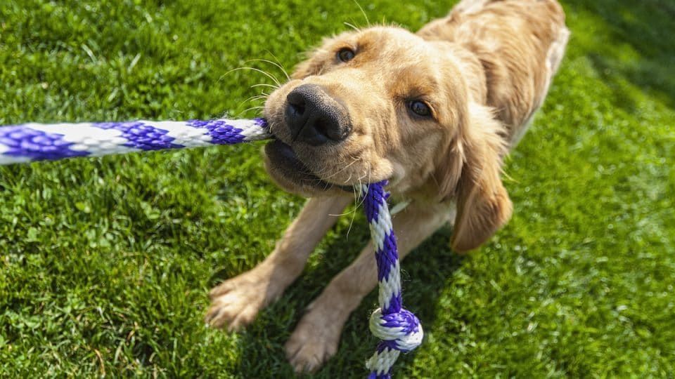 a puppy playing tug-of-war with a rope toy.