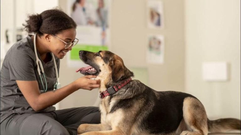 Teaching Your Dog To Stay Calm During Vet Visits