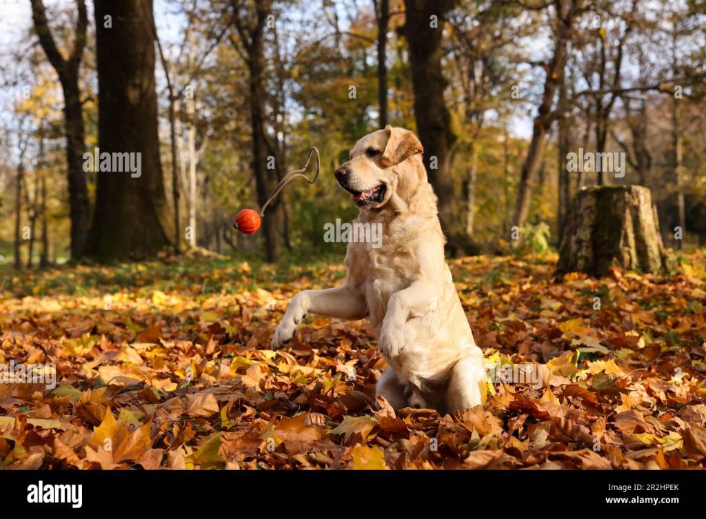 a retriever fetching a ball amid autumn leaves