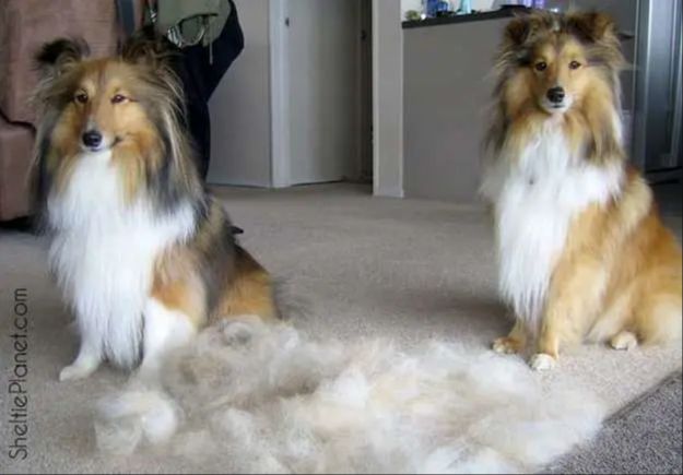 a sheltie getting brushed by its owner