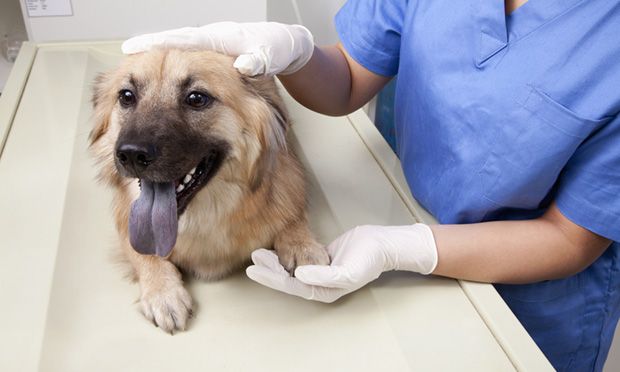 a veterinarian examining an anxious dog to diagnose the cause