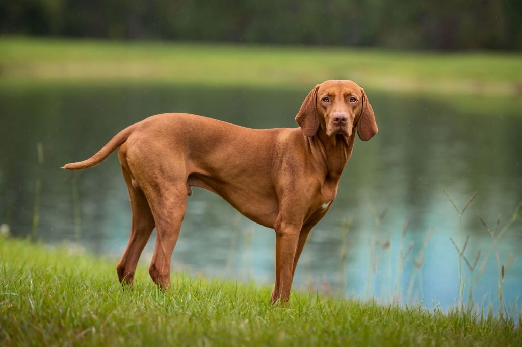 a vizsla energetically running through a field chasing a toy