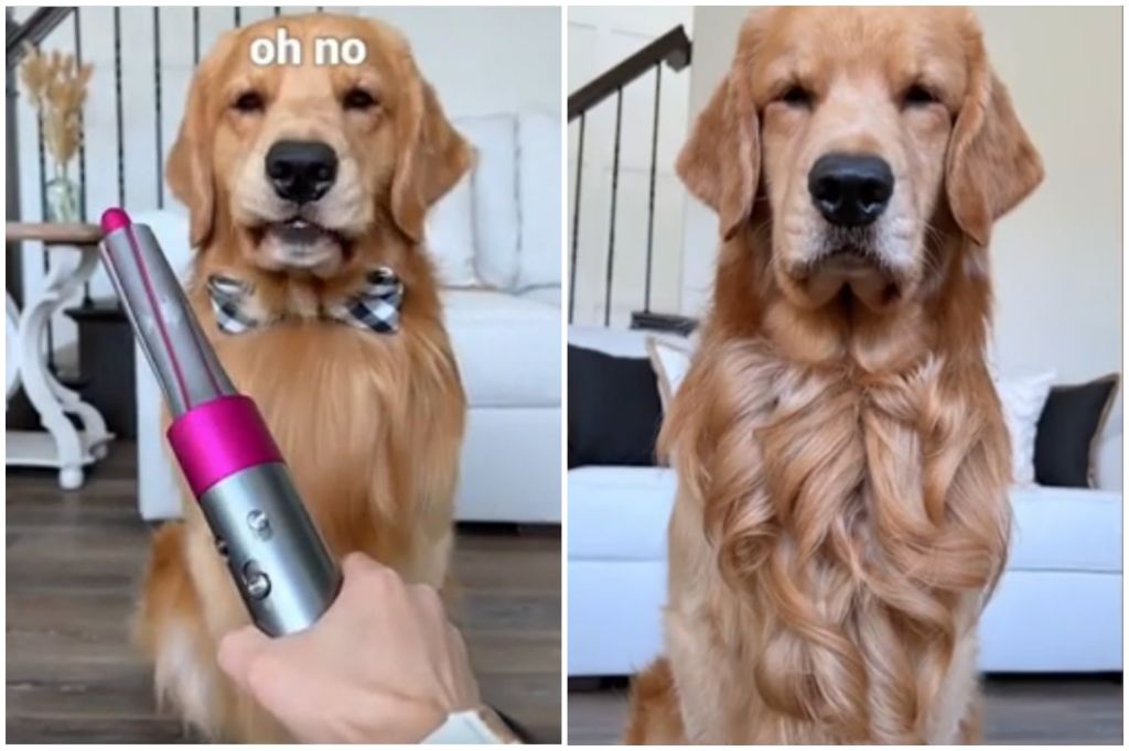 a woman brushing out tangles from a golden retriever's fur