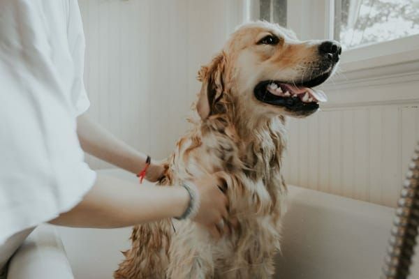 an elderly dog being gently bathed in a tub by its owner