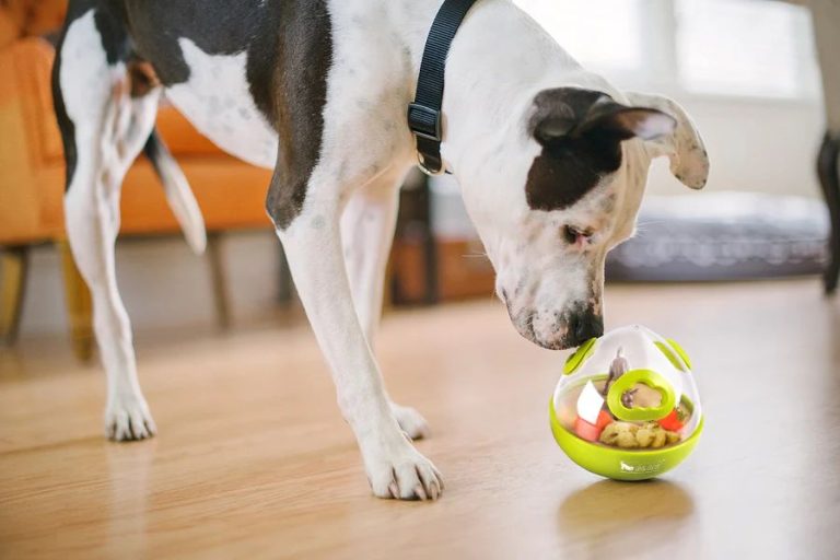 Interactive Feeding Toys: Mealtime Fun For Dogs