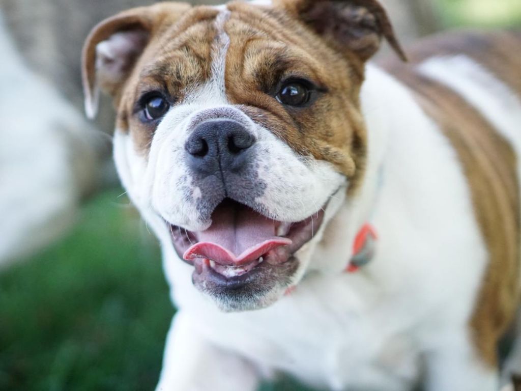 an english bulldog puppy with unique physical features like a short snout, wrinkles, and rose-shaped ears.